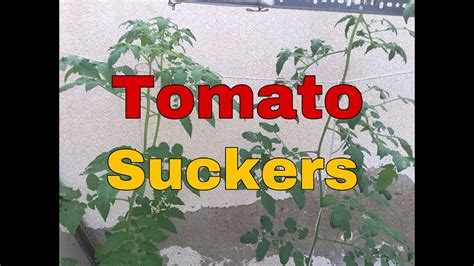 How To Grow Tomato Suckers Youtube