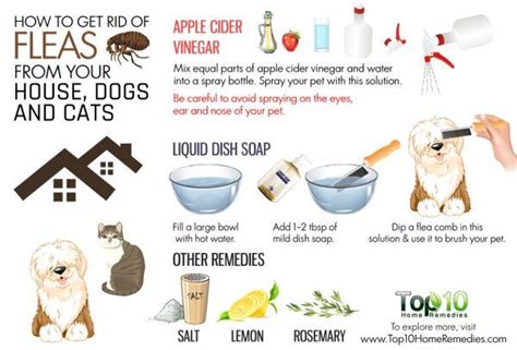 How To Get Rid Of Fleas From Your House Dogs And Cats Top 10 Home