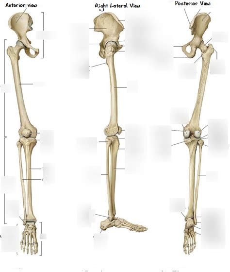 Pelvic Girdle And Leg Diagram Quizlet