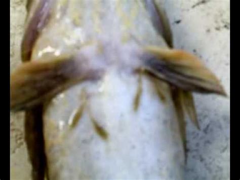 Google's free service instantly translates words, phrases, and web pages between english and over 100 other languages. Cara basmi anchor worm , cacing sauh ikan ketutu - YouTube