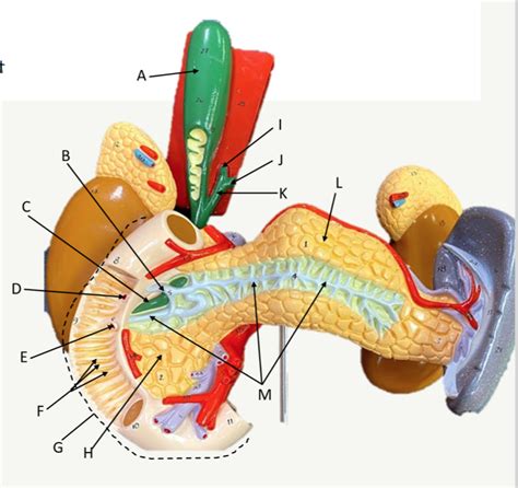 Pancreas Model Diagram Quizlet