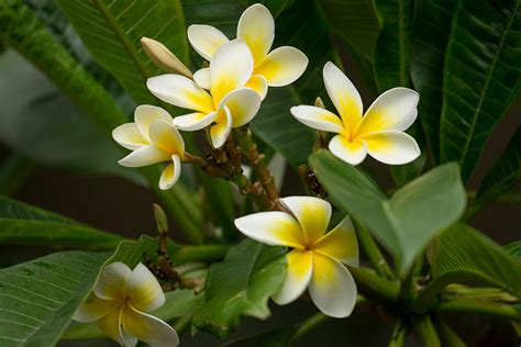 Maybe you would like to learn more about one of these? Plumeria (Frangipani) | San Diego Zoo Animals & Plants