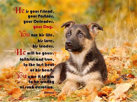 Welcome to these shepherd quotes of the day from my large collection of positive, romantic, and funny quotes. German Shepherd Quotes Poems. QuotesGram