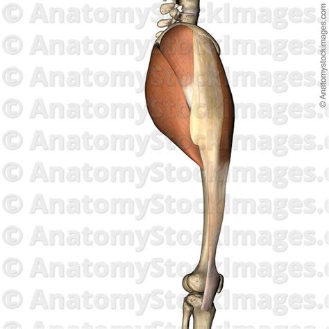 Anatomy Stock Images Hip Trochanter Major Greater Trochanter Gluteus