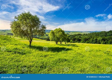 Few Trees On Hillside Meadow At Sunrise Stock Photo Image Of Meadow