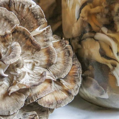 Pickled Hen Of The Woods Mushroom Recipe Forager Chef
