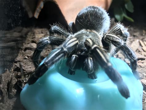 First Time Seeing My Tarantula Drink Water Rtarantulas