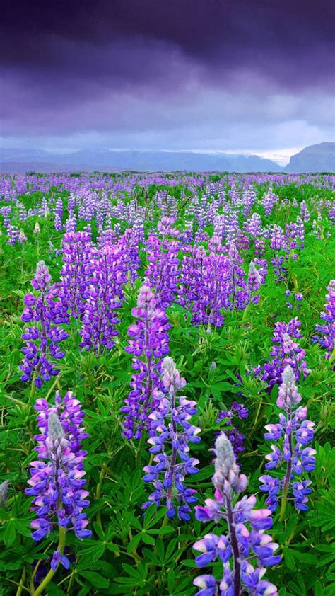 Lupines Wallpapers Wallpaper Cave