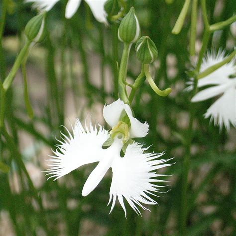 Rare Japanese Radiata White Egret Orchid Bonsai Plant Passion For