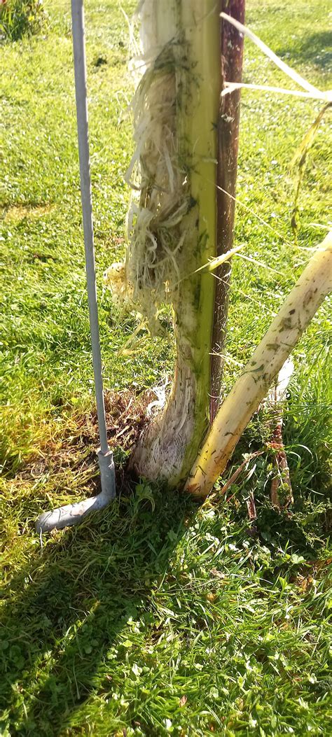 I ran over a banana tree with a lawn mower : r/gardening
