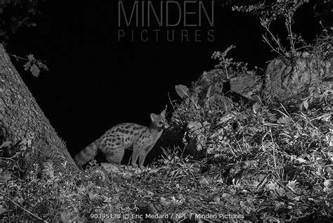 Small Spotted Genet Stock Photo Minden Pictures