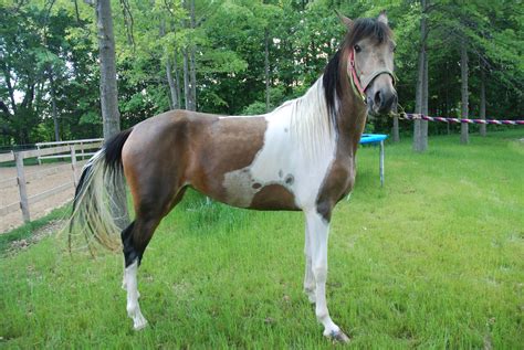 Enjoy our fun variety of horse quizzes and trivia questions on all aspects of horses from breeds, tack, general knowledge, disney horses, and films. The Hardest Horse Quiz You'll Ever Take