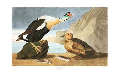 King Duck By John James Audubon University Of Pittsburg Paw Art