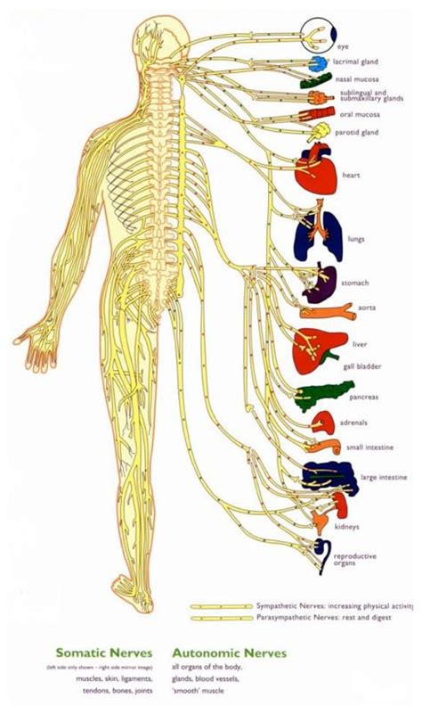 An online study guide to learn about the structure and function of the human nervous system parts using interactive animations and diagrams demonstrating all the essential facts about its organs. 28 best images about nervous system on Pinterest | Your ...