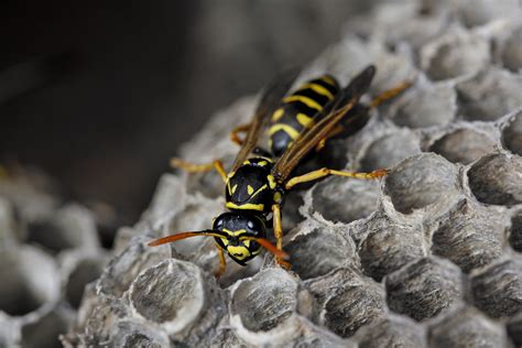 European Hornet Sting Treatment Wasps Treatment Ko Pest Control