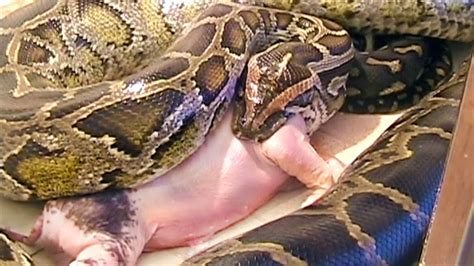 This animal is quite big and lives on the farm. Snake Eats Pig - YouTube