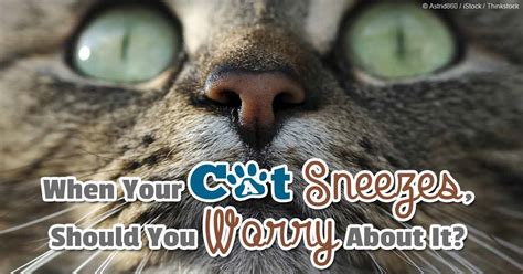 If your cat is wheezing and sneezing chronically, he could be dealing with feline asthma. When Your Cat Sneezes, Should You Worry About It?