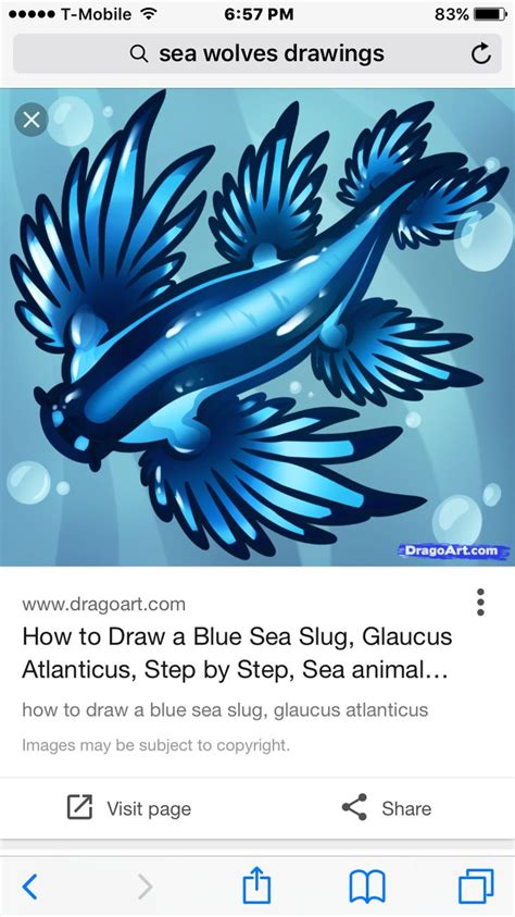 Pin By Jacks On Wolves Blue Sea Slug Glaucus Atlanticus Drawing