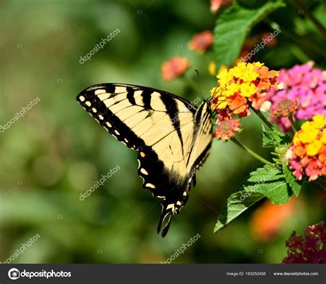 Tigre cola de golondrina mariposa fotografía de stock howdy