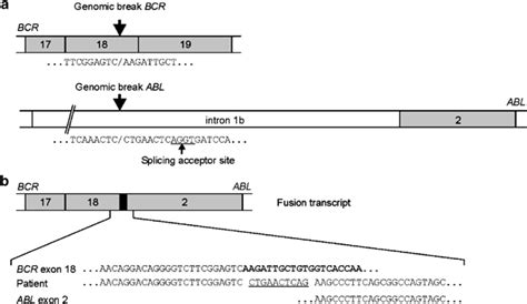 Structure Of The Bcr Abl Fusion Gene And Its Transcript A At The Dna