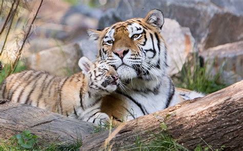 A Siberian Tiger Cub Seen Playing With Their Mother Dasha At A Zoo In