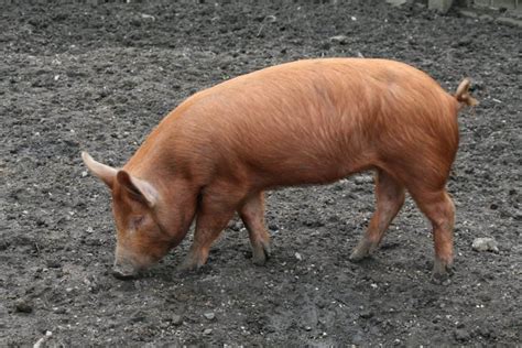 Meat Pig Breeds Top 10 Best Breeds Of Pigs For Meat Production