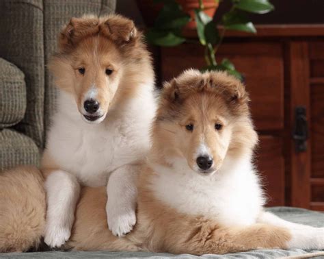 Watch rough bb breeding online on youporngay.com. Collie (ROUGH) Breed Guide - Learn about the Collie (ROUGH).
