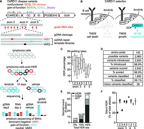 A Saturation Genome Editing Screen For Functional Assessment Of Card11