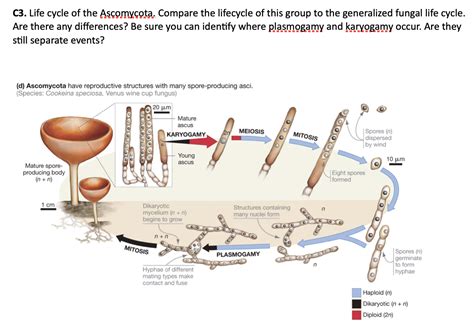 Solved Generalized Fungal Life Cycle Fungi Illustrate