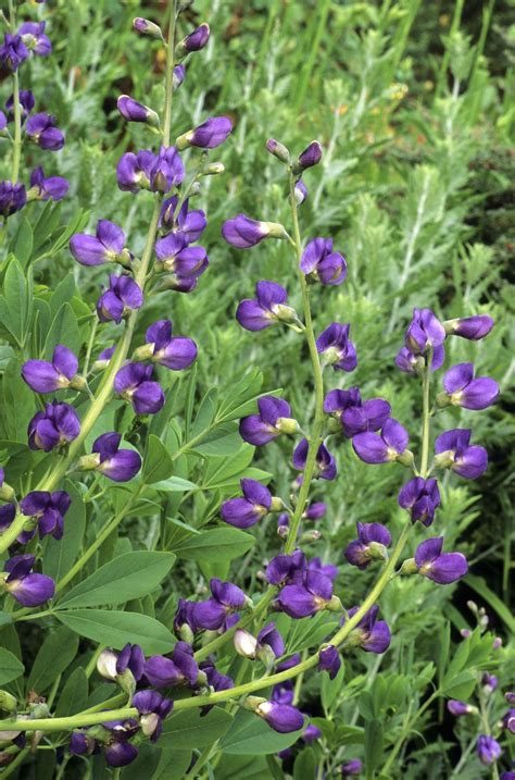 Also known as the love tree for its heart shapes leaves and bright pink flowers in spring, the judas tree sprouts purple fruit pods. These Deer-Resistant Plants Will Keep Bambi out of Your ...
