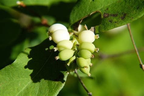 Common Snowberry Symphoricarpos Albus Plant Free Image