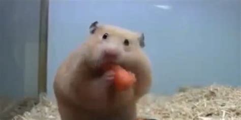 Watch A Tiny Hamster Inhale 5 Baby Carrots In A Matter Of