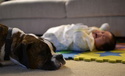Boxer Dog Stories Are Boxers Good With Children