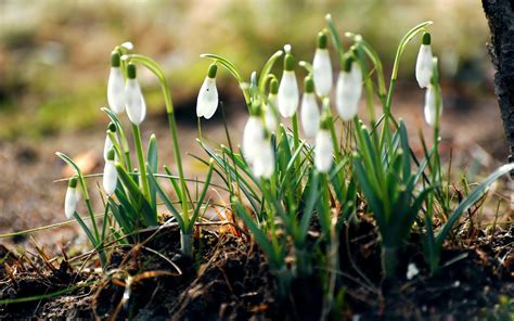 Wallpaper Leaves Flowers Nature Earth Green Spring Snowdrops
