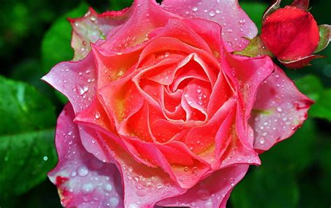 Colorful Rose Leaves Raindrops Summer Garden Petals Bud Pink Hd
