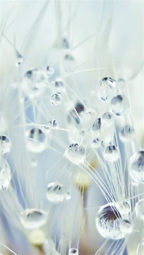 Pure Dew Water Drop Dandelion Flower Macro Iphone 5s Wallpaper Download