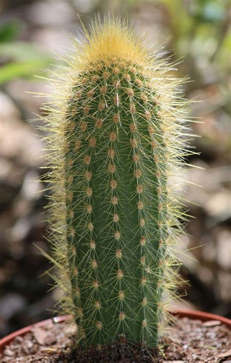 Finding the expert designer is the task of the construction company. Pilosocereus lanuginosus | Cactus plants, Cactus, Cacti ...
