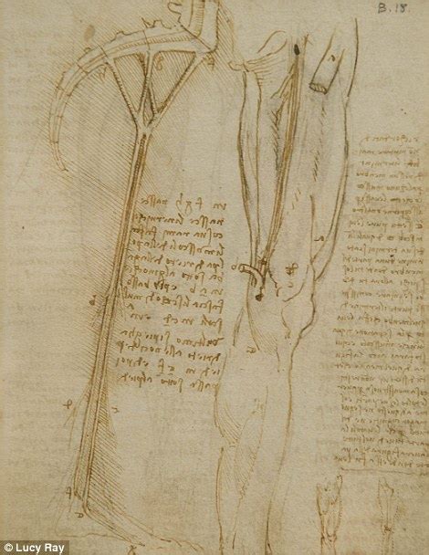Leonardo Da Vinci Anatomist Exhibition At Buckingham Palace Daily