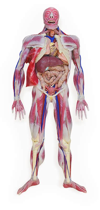 Synthetic Cadaver Syndaver Anatomy Model