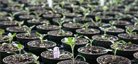 Seedling And Plant Nurseries Cocogreen Substrates