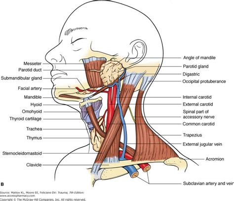 60 best images about Step 1 on Pinterest | Sternocleidomastoid muscle