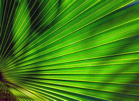 Palm Art 853 Photograph By Steve Lipson Fine Art America