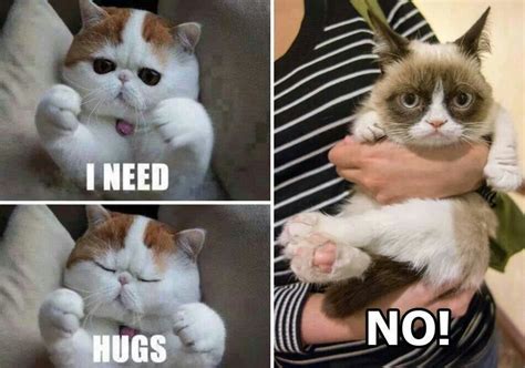 Grumpy Cat Says No To Hugs Grumpy Cat Humor Pinterest
