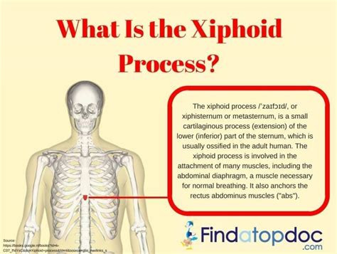Where Is Xiphoid Process Located