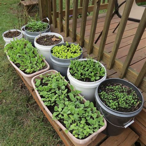 How To Start A Small Container Vegetable Garden In 2023 Easy Backyard