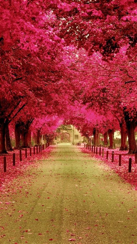 66 Pink Trees Wallpaper Wallpapersafari