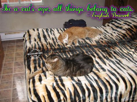 Cat S Eyes Quotes. QuotesGram