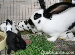 Gran,' i added for extra politeness, but she looked at me as if i had been cheeky. Fun Rabbit Facts for Kids