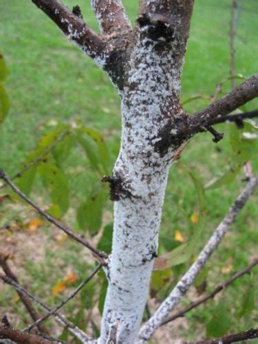 Check spelling or type a new query. Help! Some type of white powdery looking stuff on peach tree