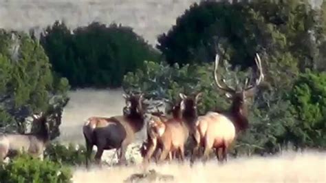 Unit 15 Elk New Mexico Youtube